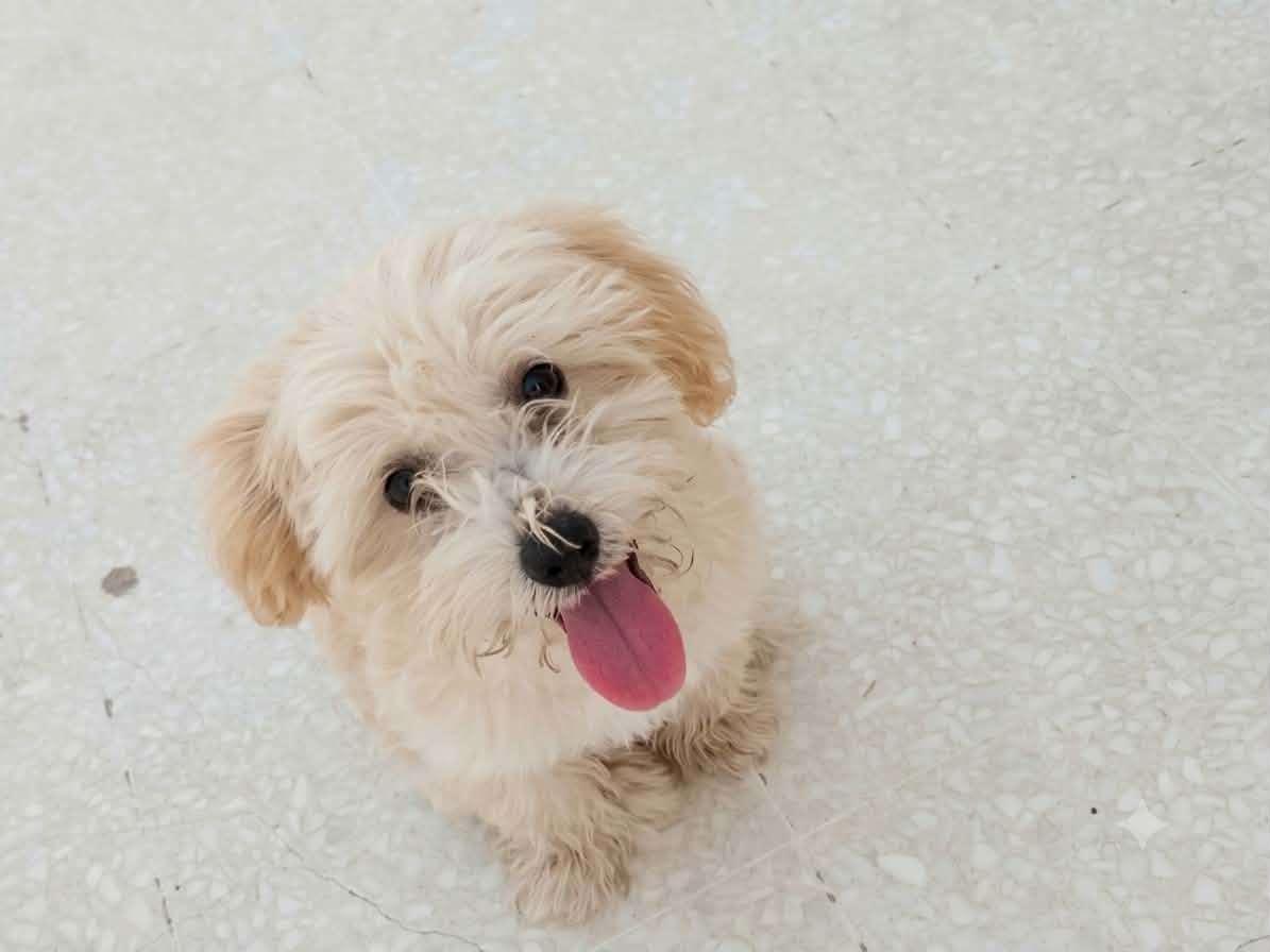 Caniche bichon avec son equipement (cage,sac kanguro,...)