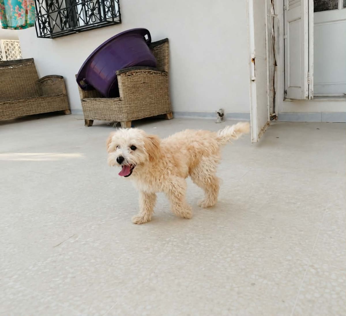 Caniche bichon avec son equipement (cage,sac kanguro,...) - Miniature 2