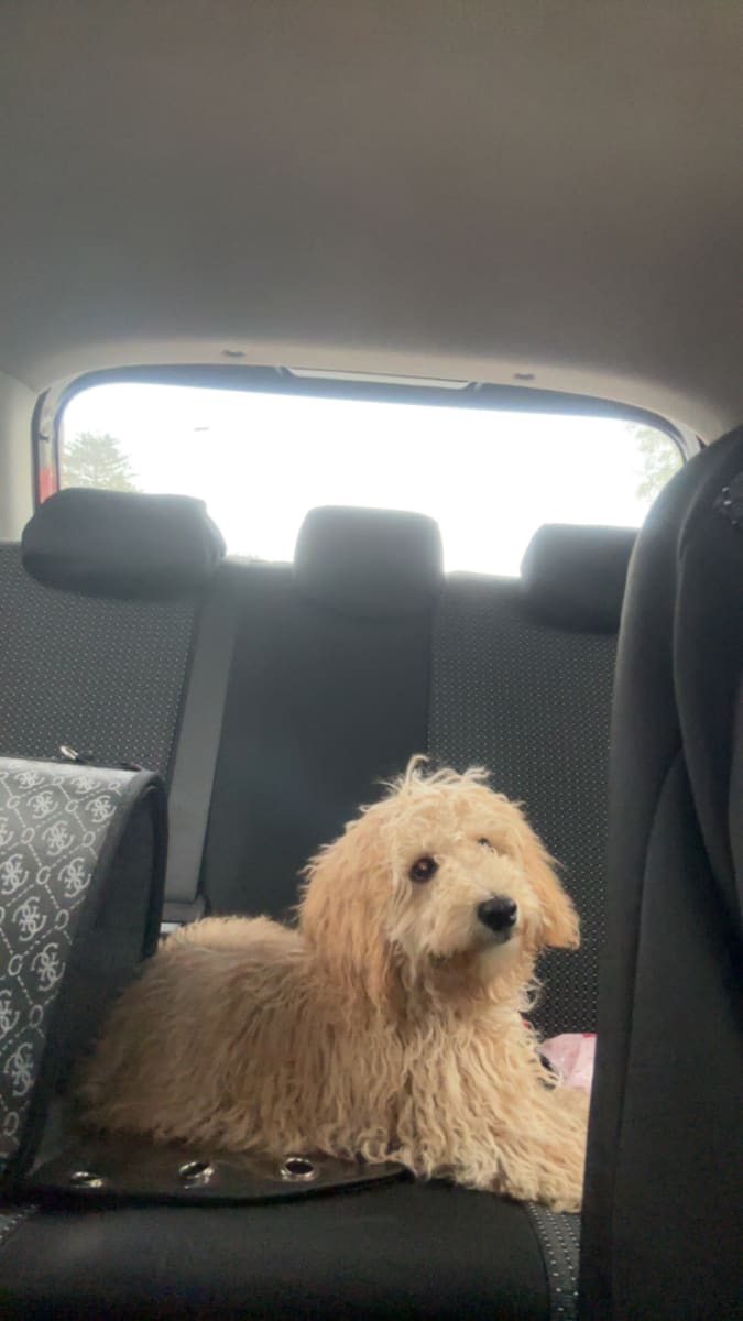 Caniche a adopter 0dt