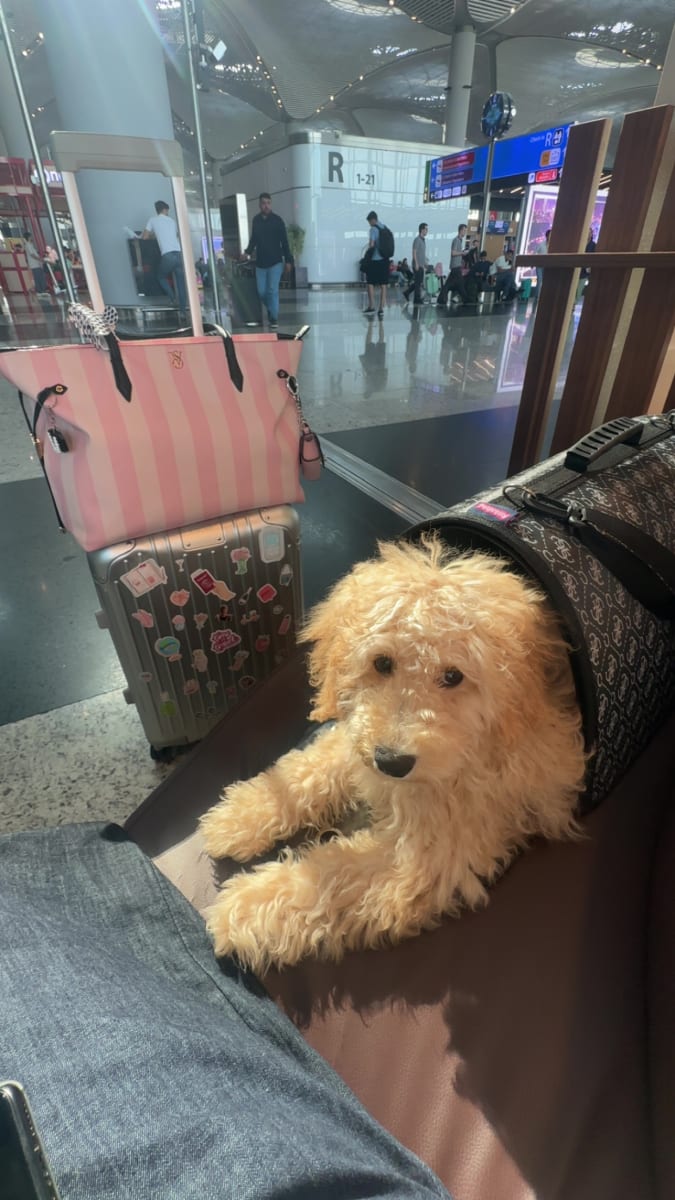 Caniche a adopter 0dt - Miniature 3