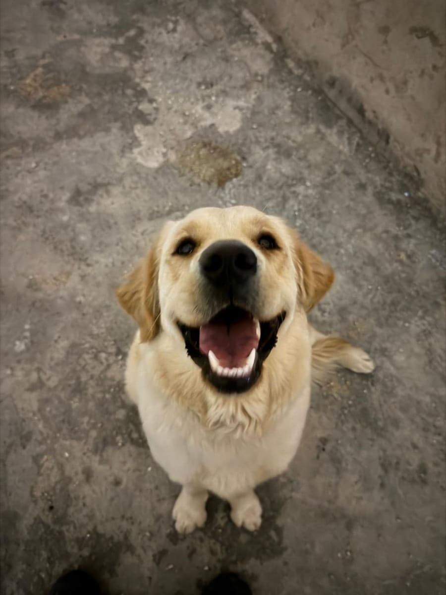 Une chienne golden retriever mignonne à vendre