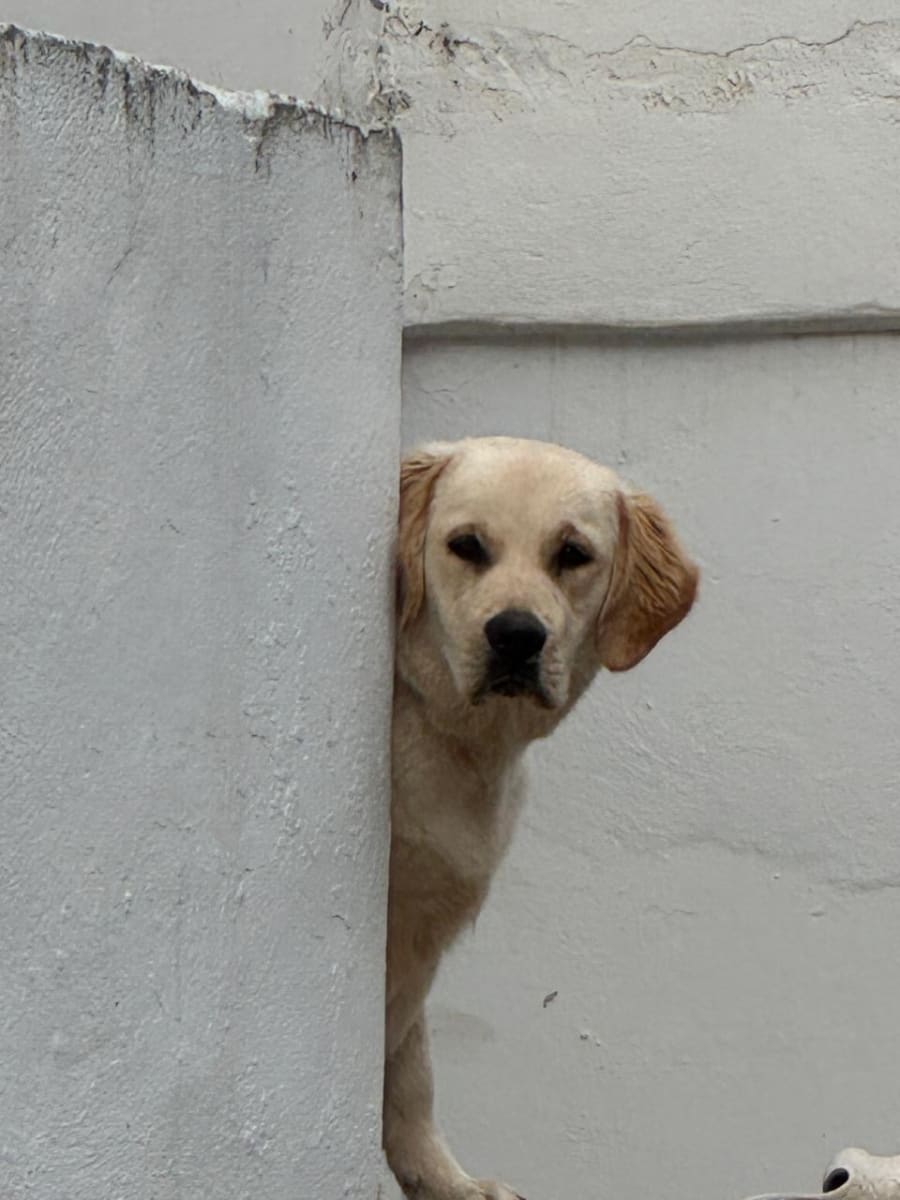 Une chienne golden retriever mignonne à vendre  - Miniature 3