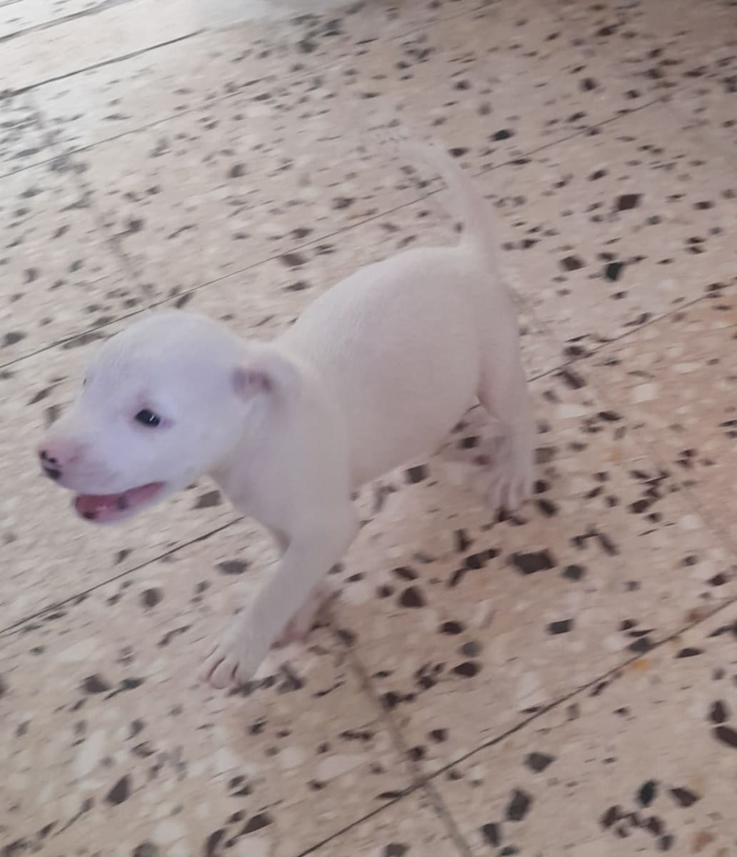 À vendre chiot Pitbull pure race - Miniature 2