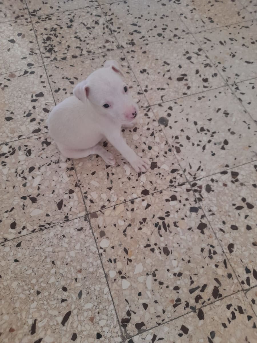 À vendre chiot Pitbull pure race - Miniature 4