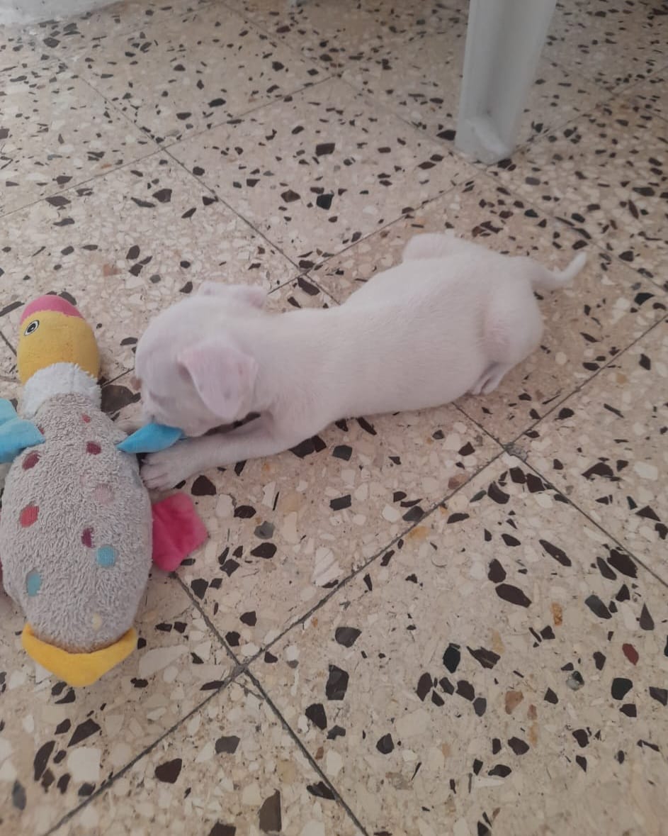 À vendre chiot Pitbull pure race - Miniature 3