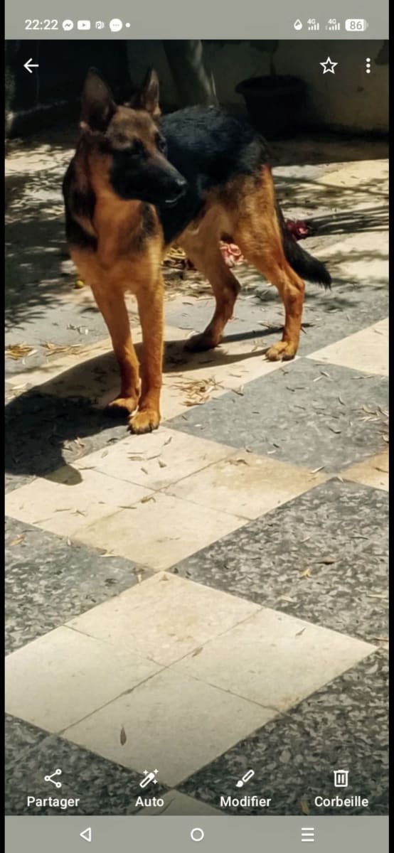 Berger allemand à adopter