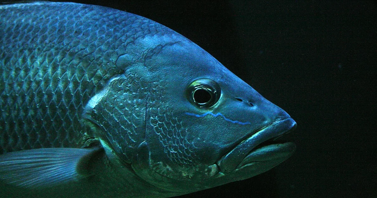 Aquarium Prix Tunisie : Guide Complet 2024 pour un Budget Maîtrisé