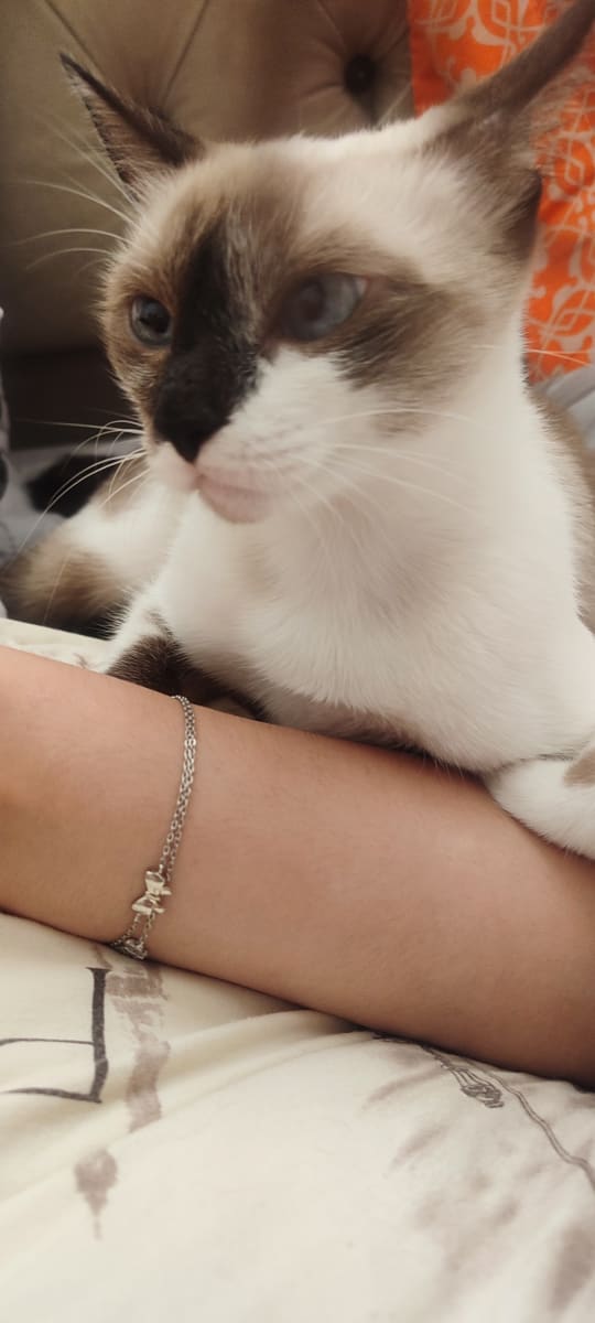 🤍 Female: Type Snowshoe / Siamois croisée – yeux bleus