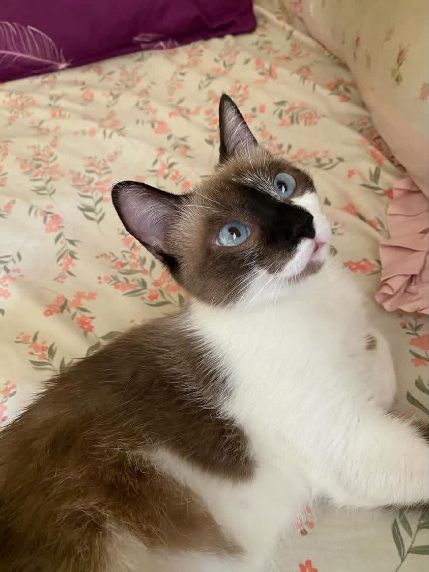 🤍 Female: Type Snowshoe / Siamois croisée – yeux bleus - Miniature 2
