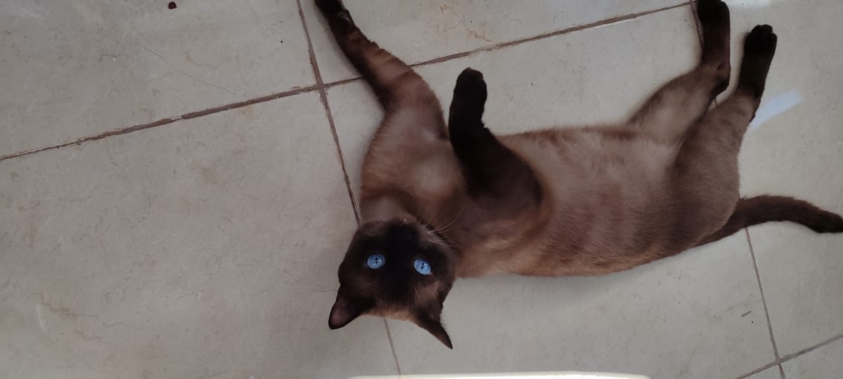 🖤 Male: Type Siamois / Colorpoint – yeux bleus