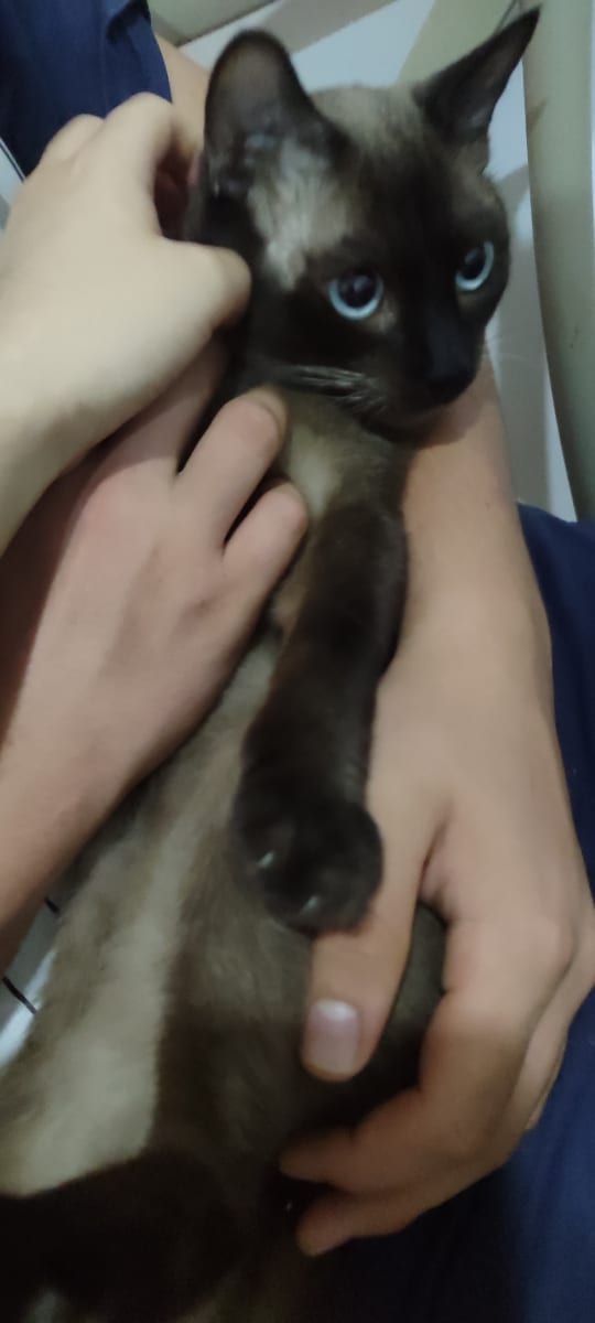 🖤 Male: Type Siamois / Colorpoint – yeux bleus - Miniature 2