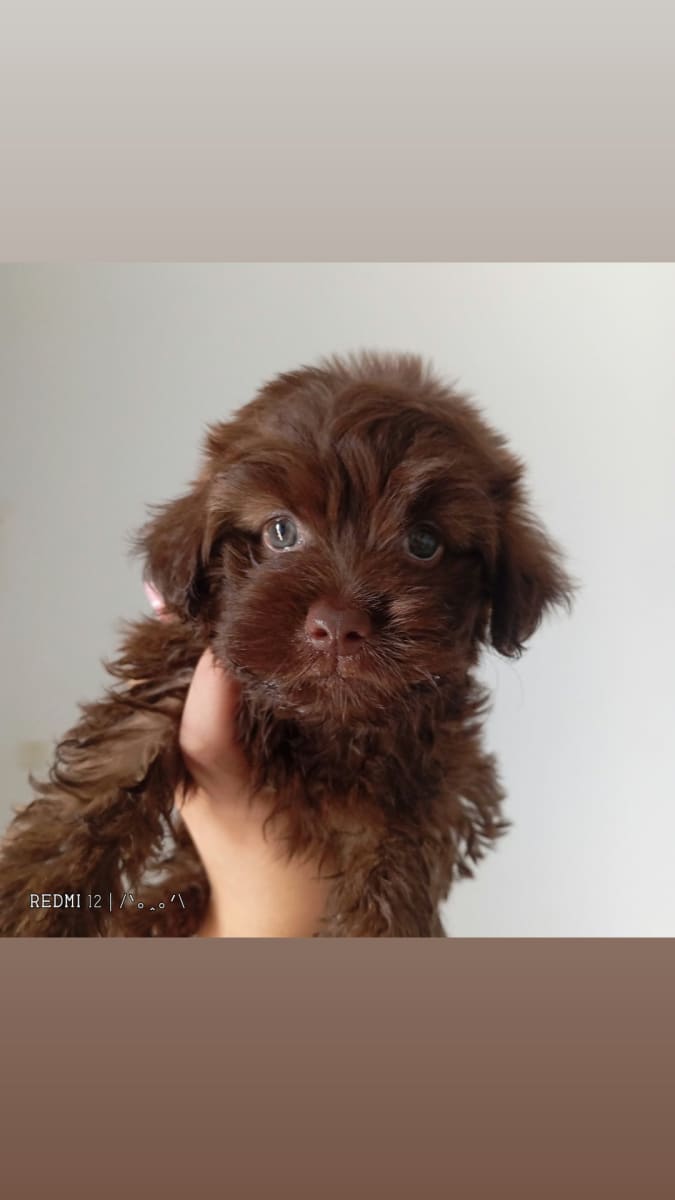 Bichon a vendre