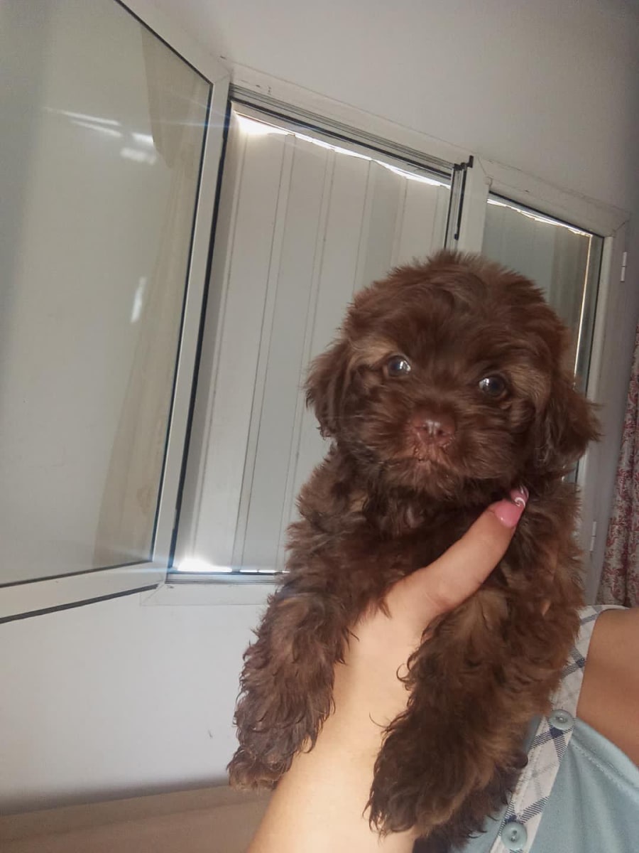 Bichon a vendre  - Miniature 2