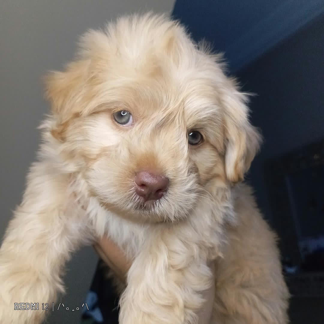 Bichon a vendre