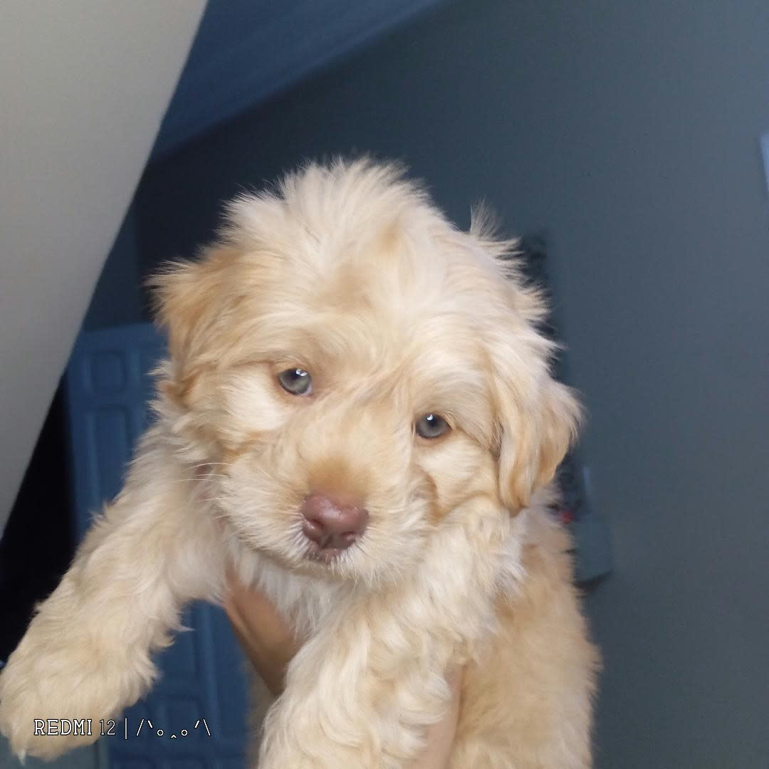 Bichon a vendre  - Miniature 2