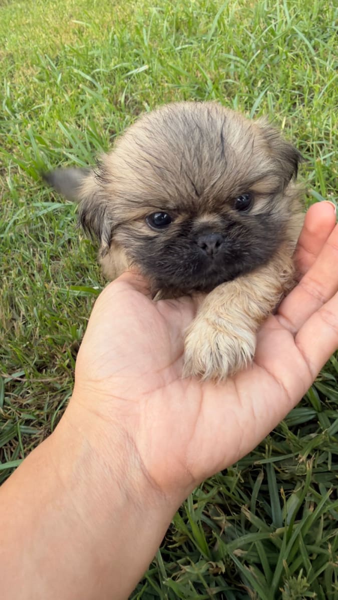 Chiots pékinois mignons - Miniature 2