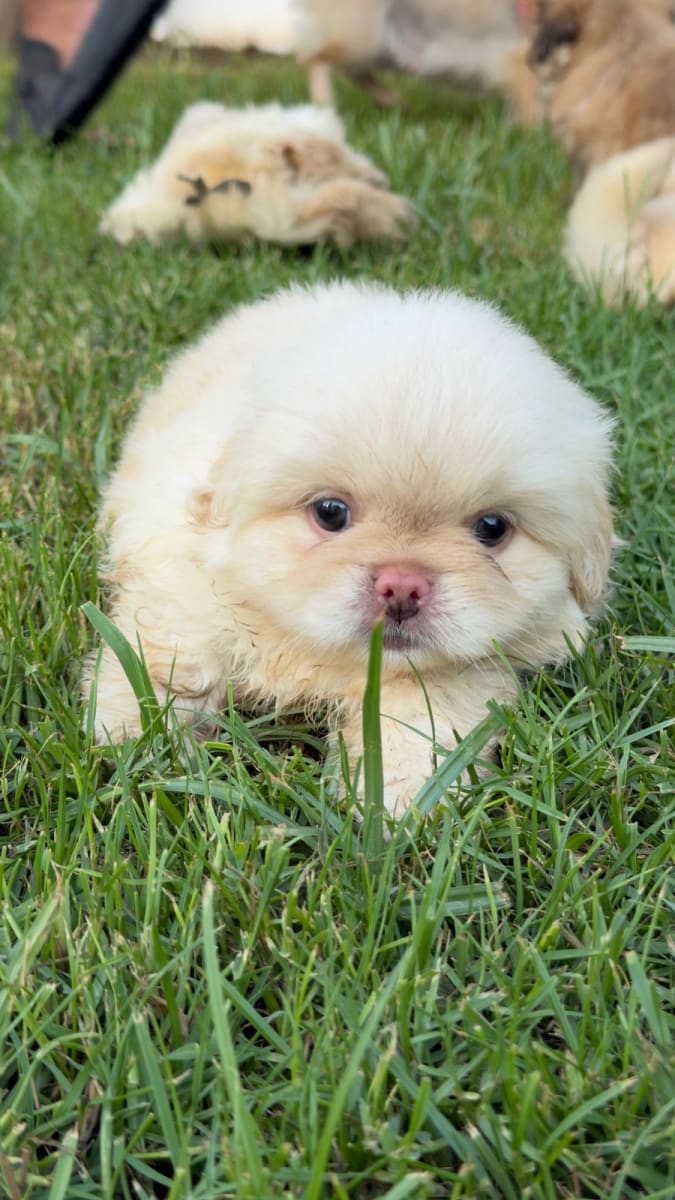 Chiots pékinois mignons - Miniature 3