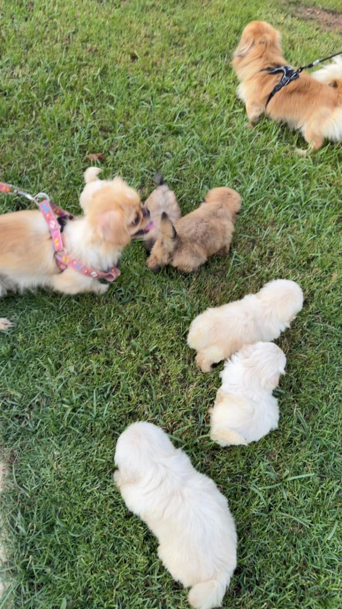 Chiots pékinois mignons - Miniature 4