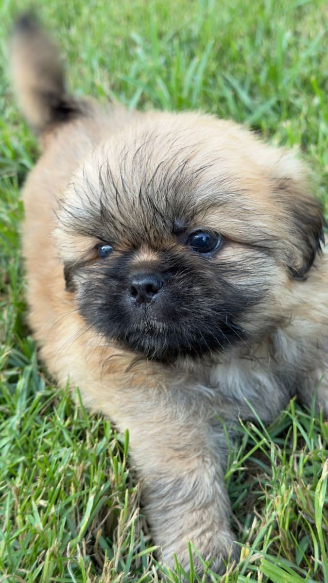 Chiots pékinois mignons - Miniature 5