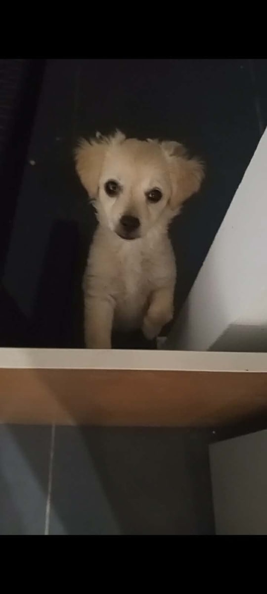 Adorable petite Chihuahua femelle de 3 mois