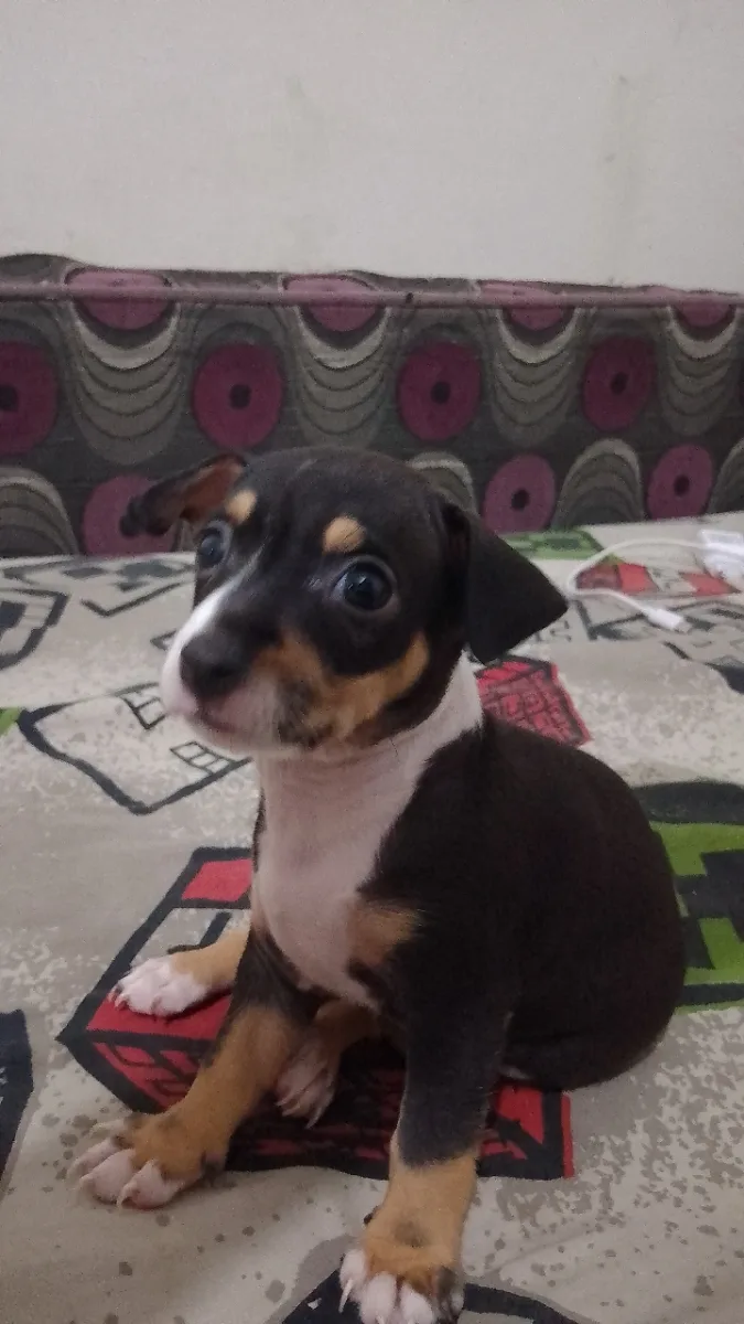 Chiot chihuahua