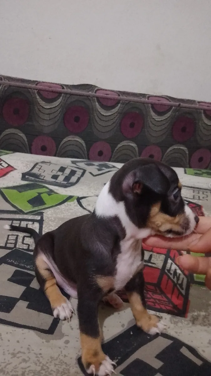 Chiot chihuahua  - Miniature 2