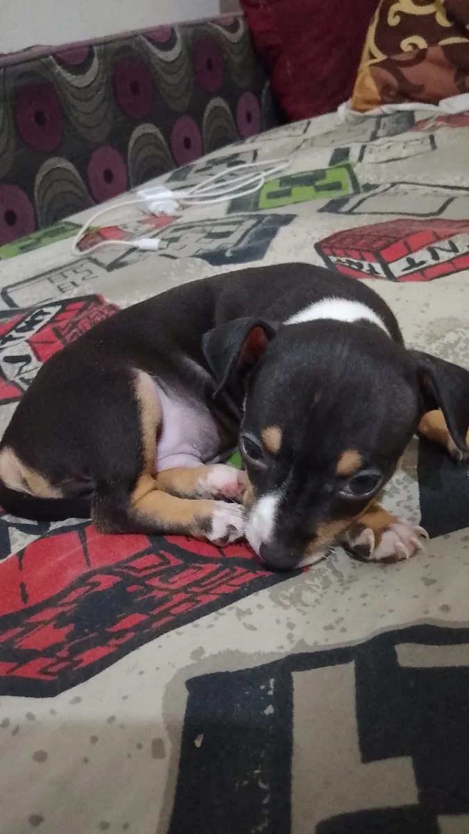 Chiot chihuahua  - Miniature 4