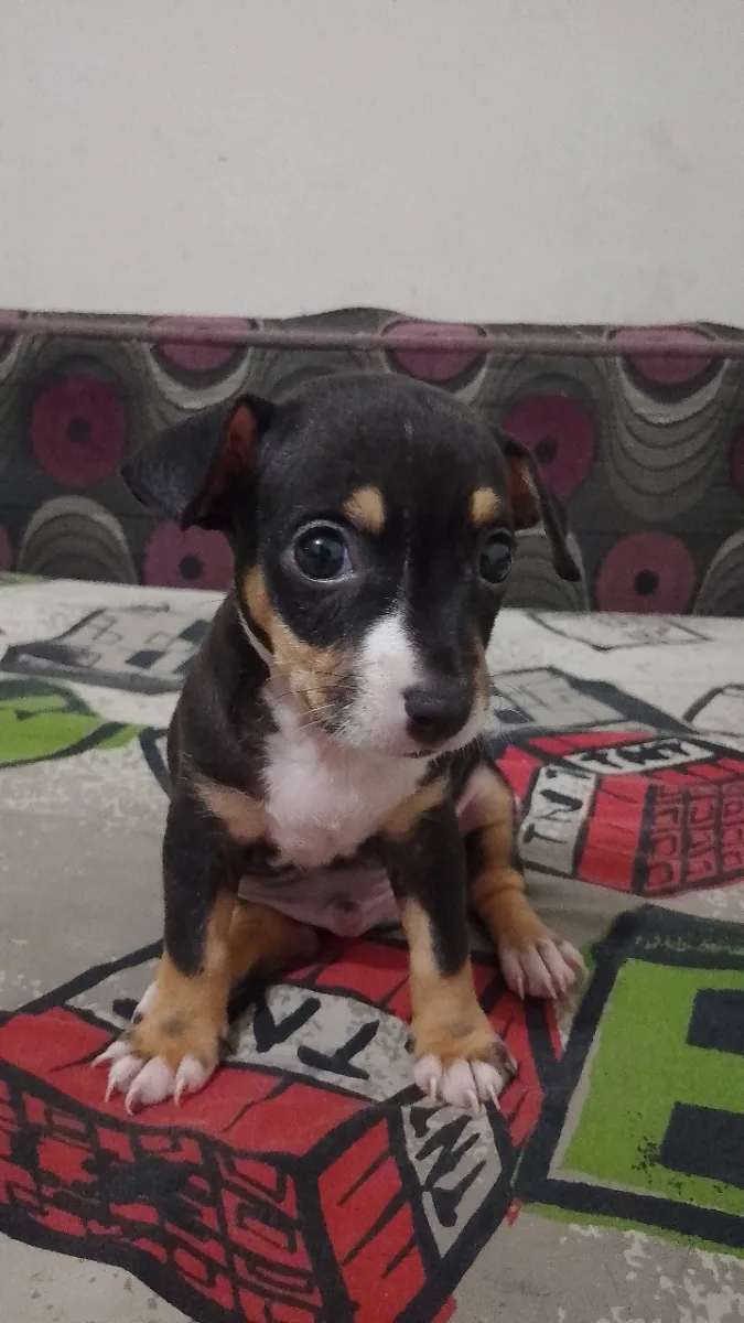 Chiot chihuahua  - Miniature 5