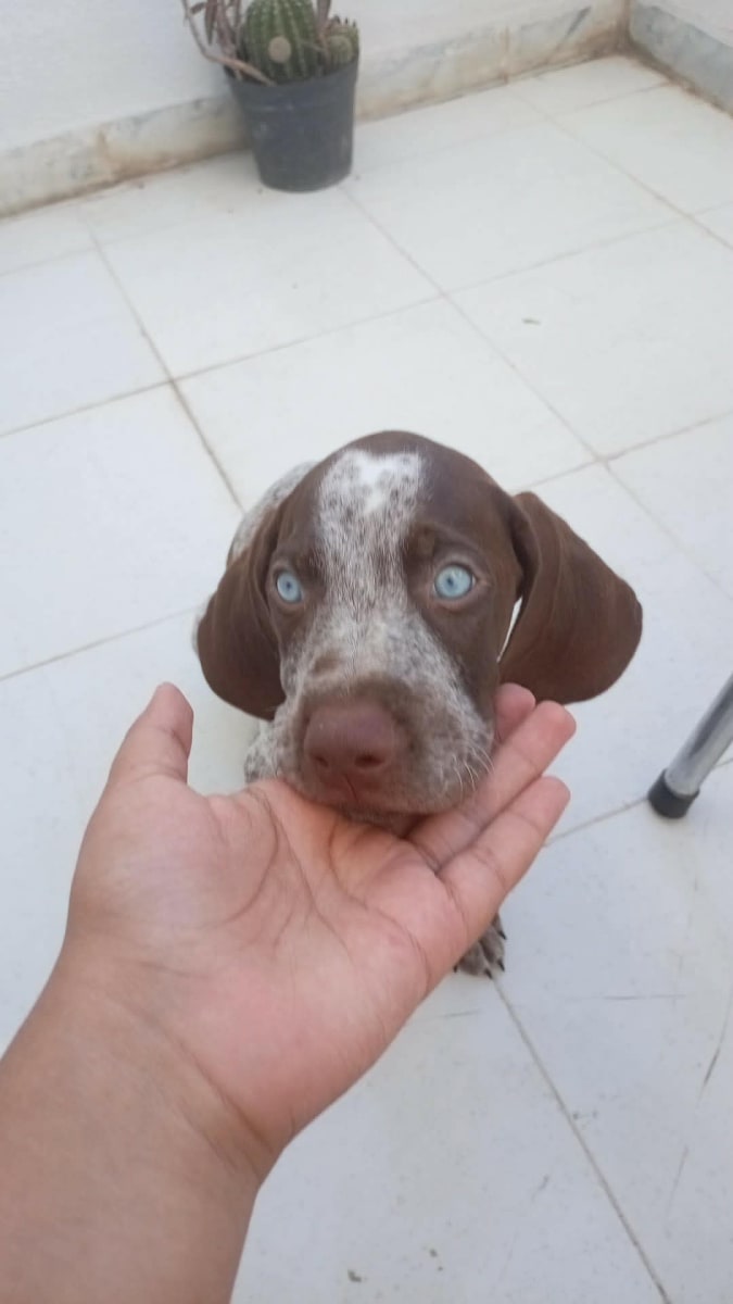 Chien de chasse braque allmend dun pere et mere qui chasse reglerment et race dorigine importe dallmend