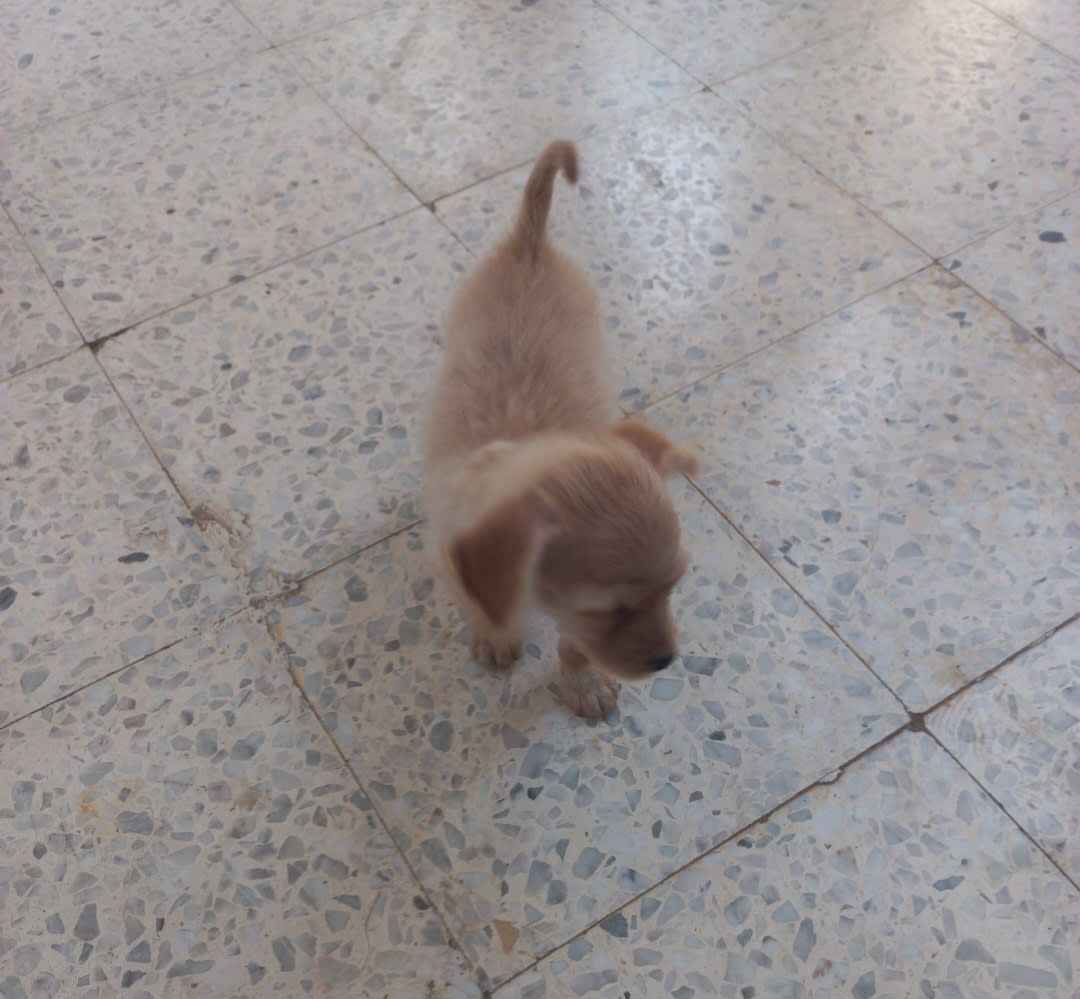 Chiot adorable à vendre - Miniature 2