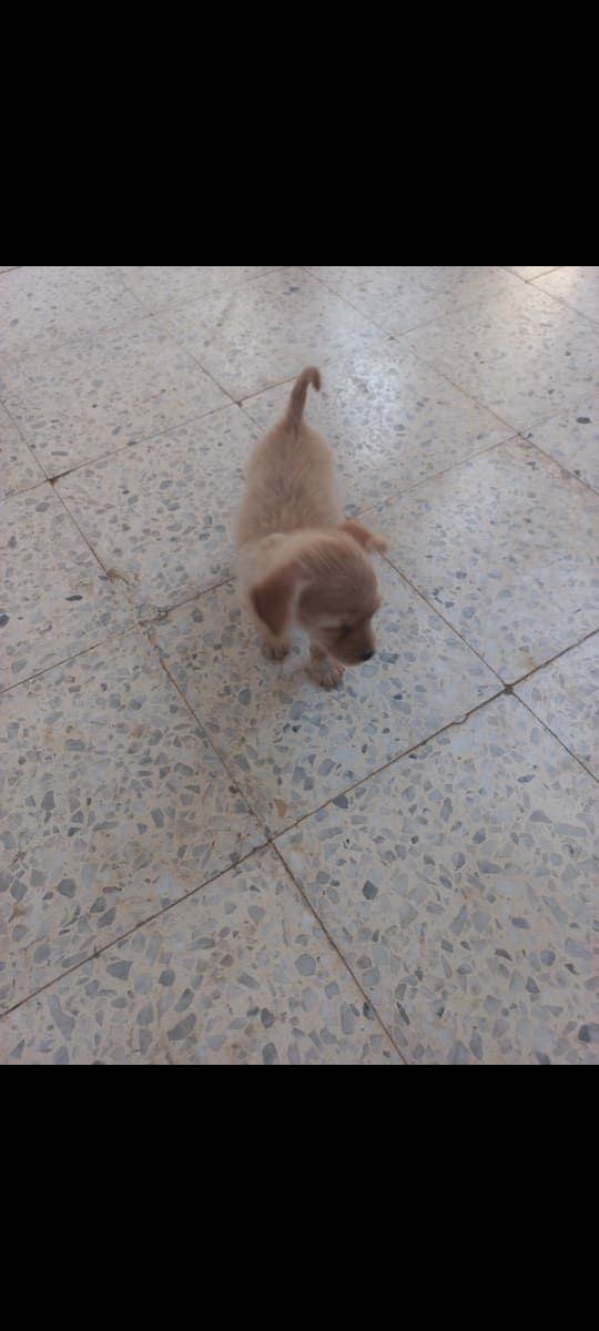 Chiot adorable à vendre