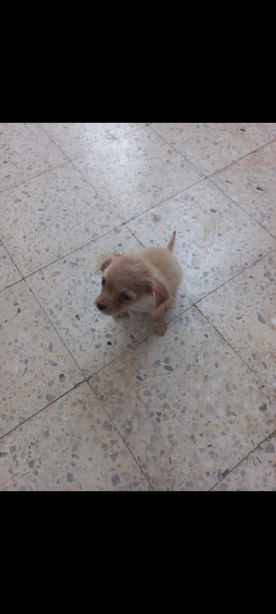 Chiot adorable à vendre - Miniature 3