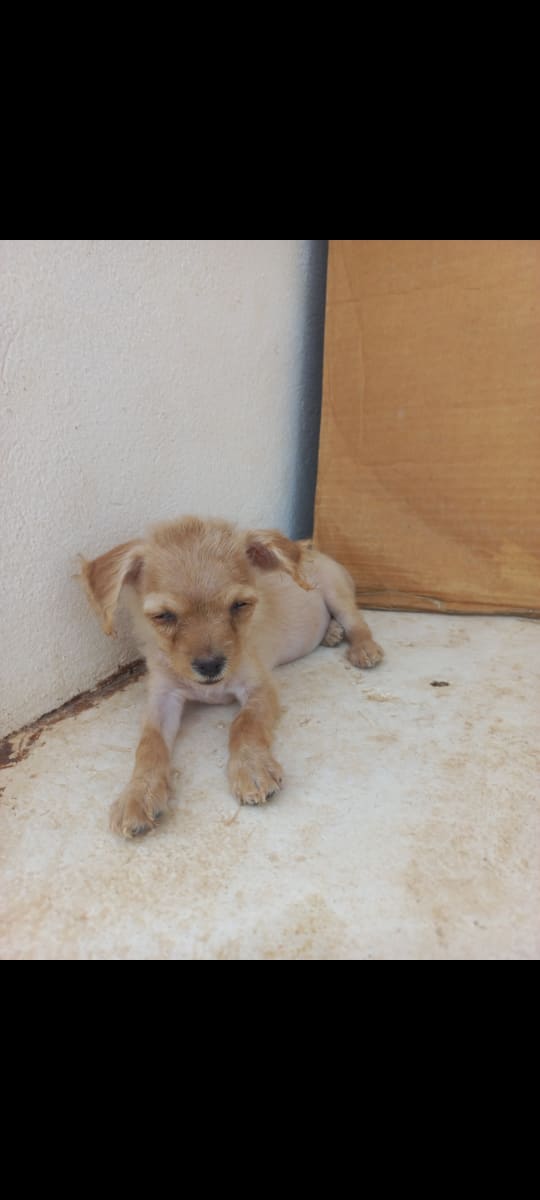 Chiot adorable à vendre - Miniature 4