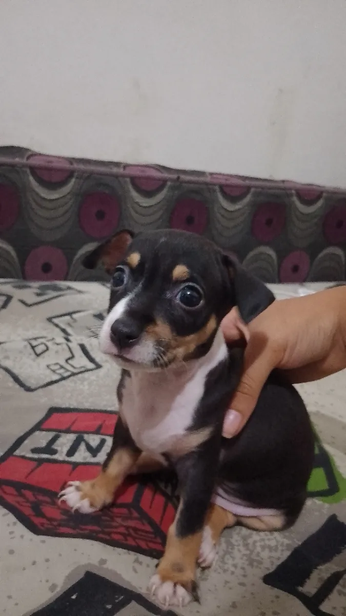 Chiot chihuahua  - Miniature 4
