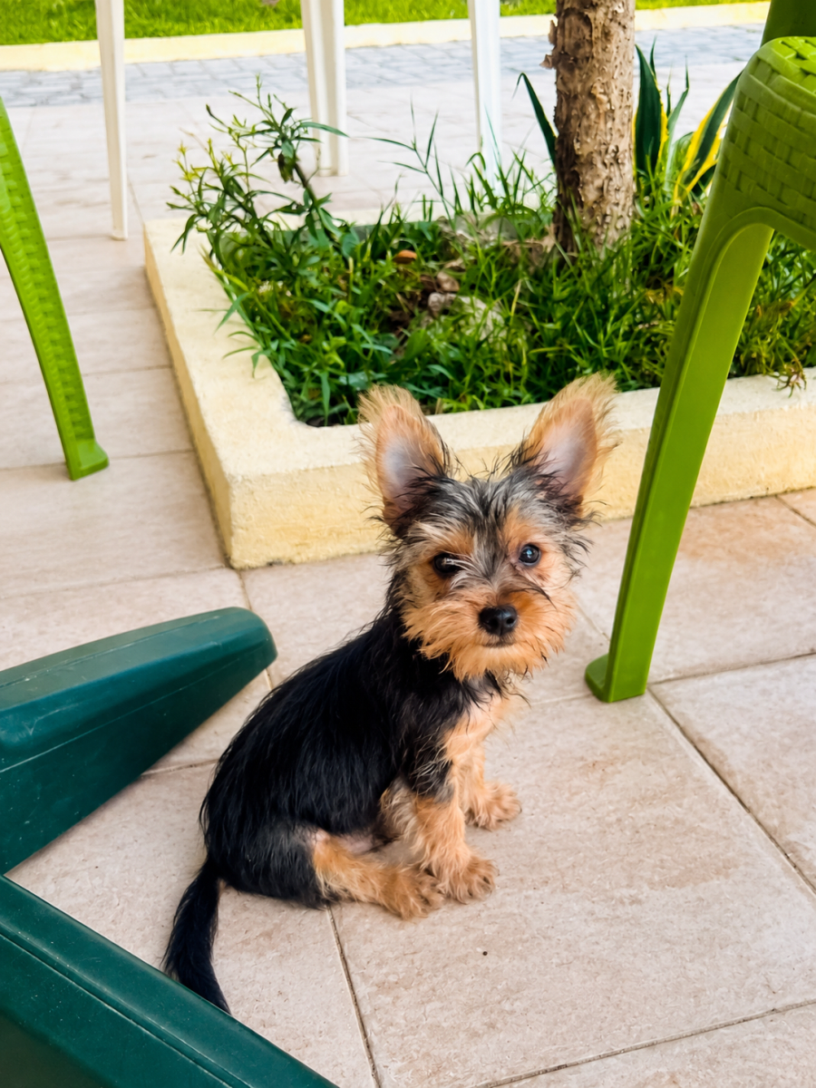 Chiot Yorkshire mini