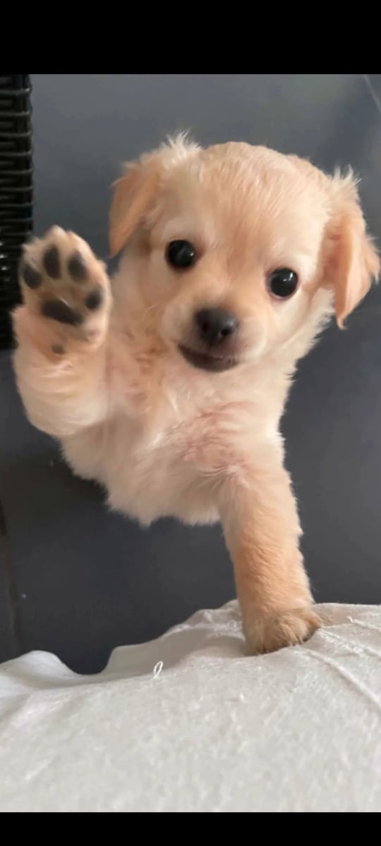 Adorable chihuahua 
