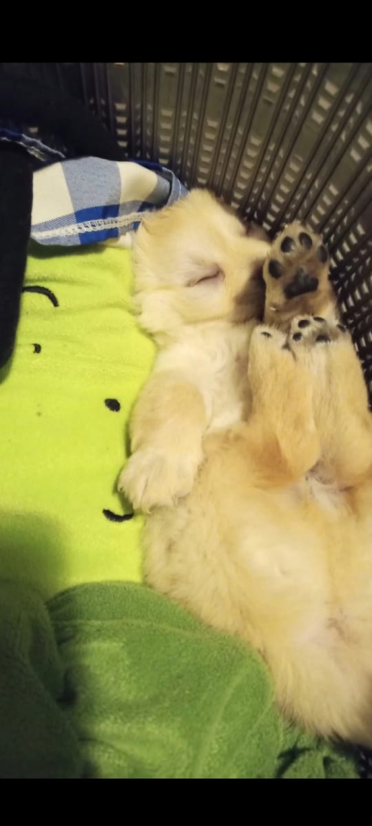 Adorable chihuahua  - Miniature 2