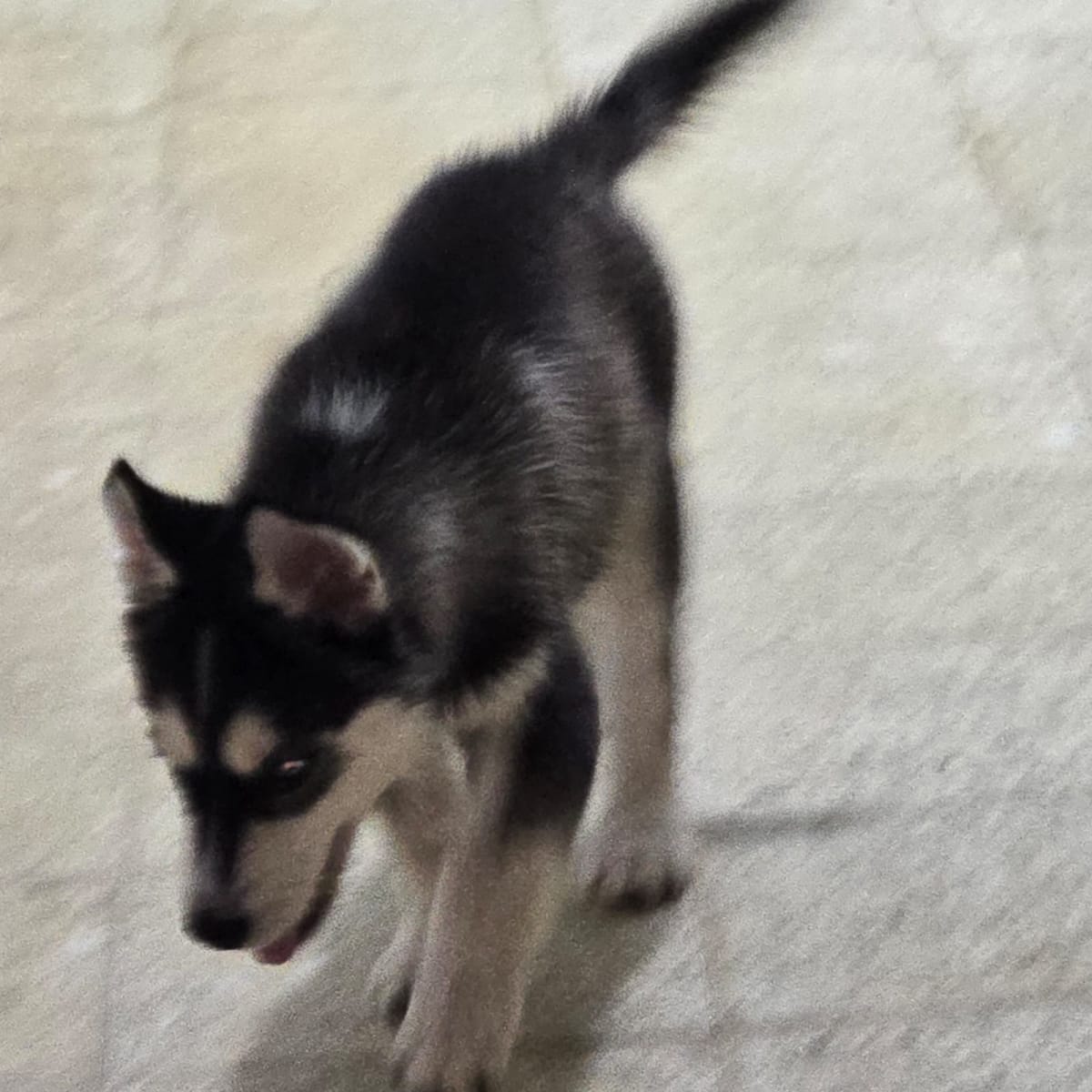 deux chiots husky - Miniature 2