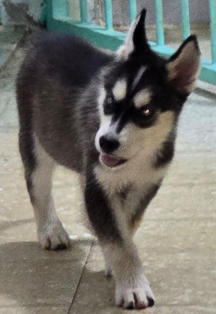 deux chiots husky