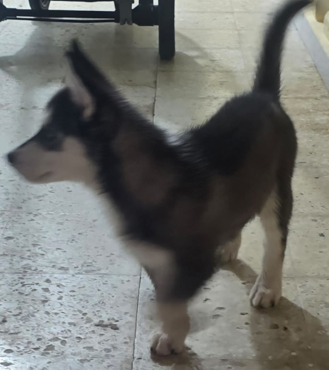 deux chiots husky - Miniature 3