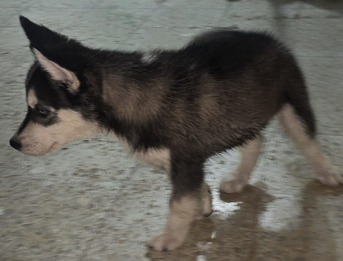 deux chiots husky - Miniature 4