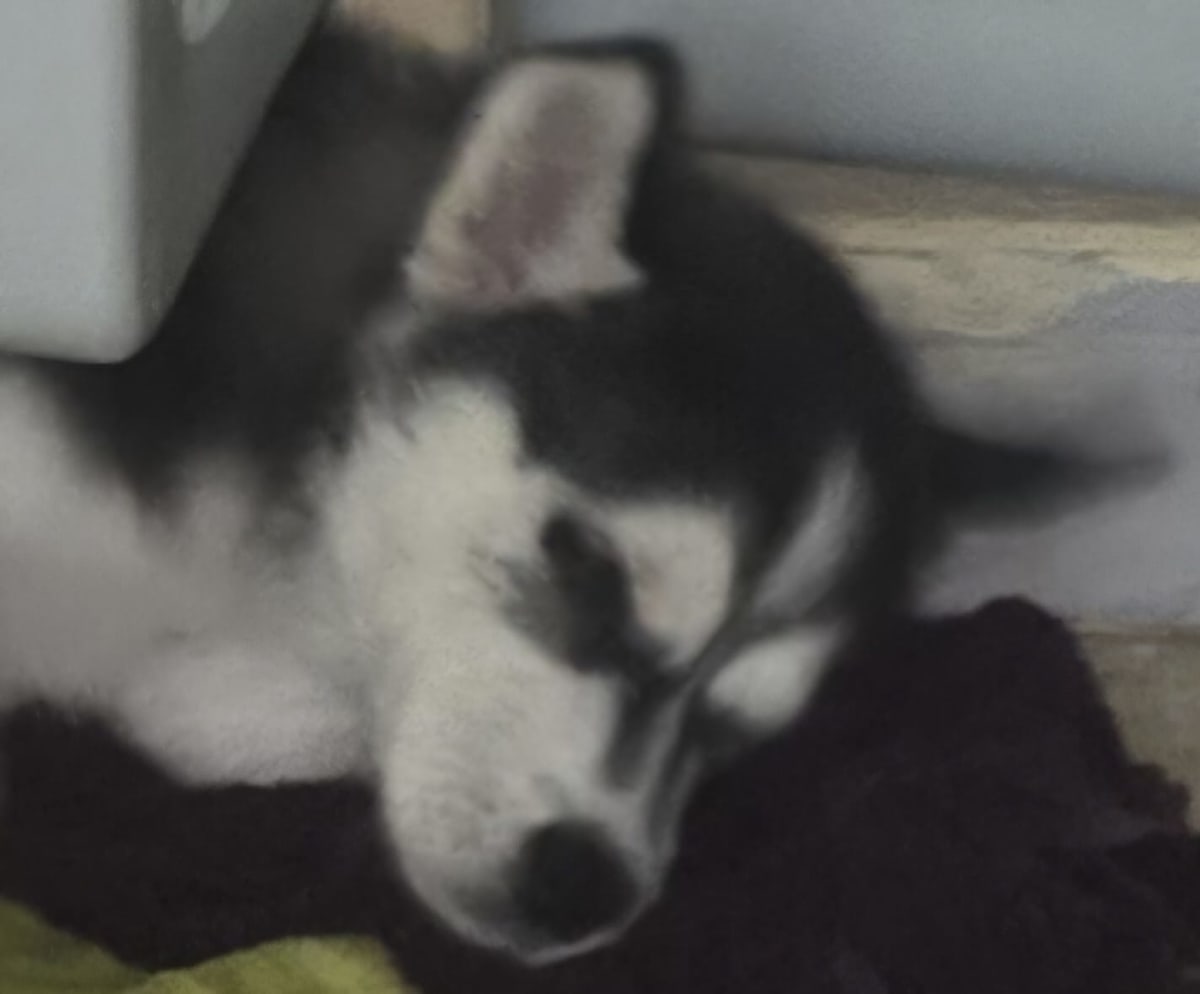 deux chiots husky - Miniature 5