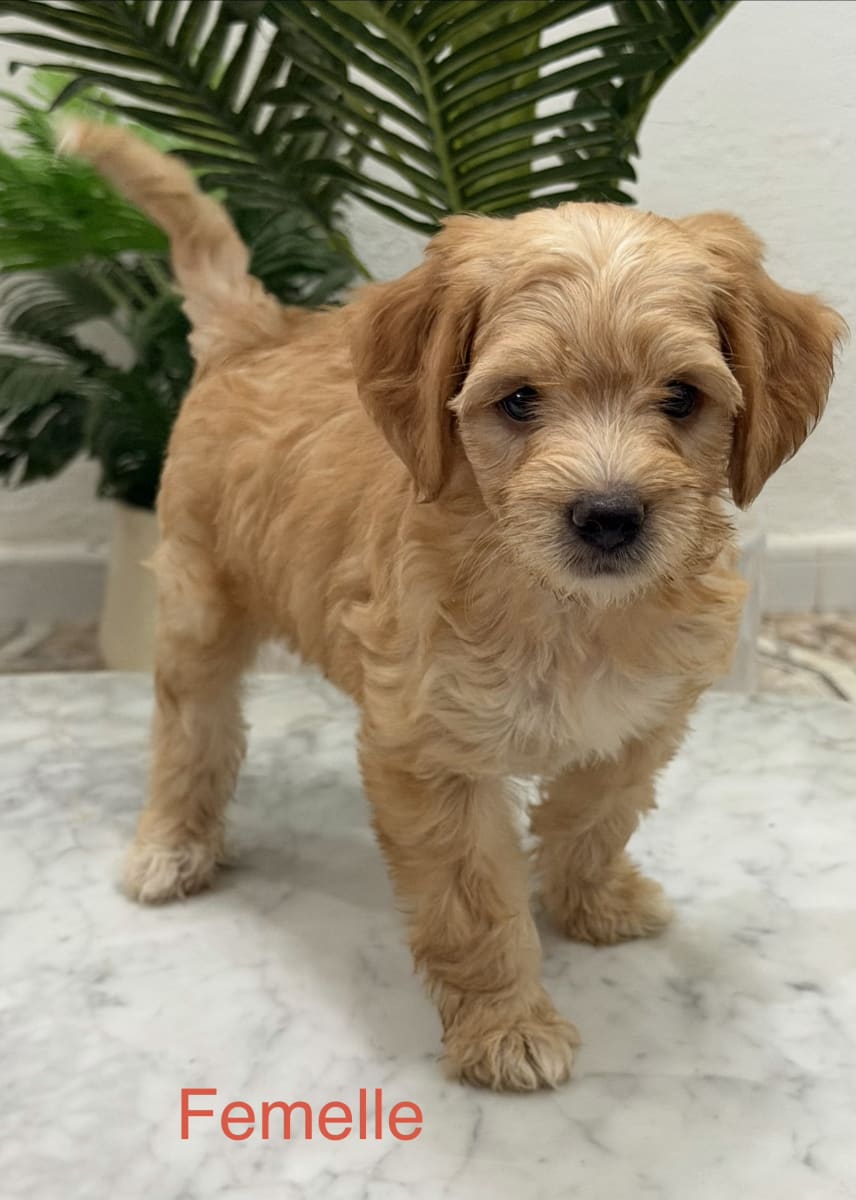 🐶 Chiots Caniche Bichon - Miniature 2