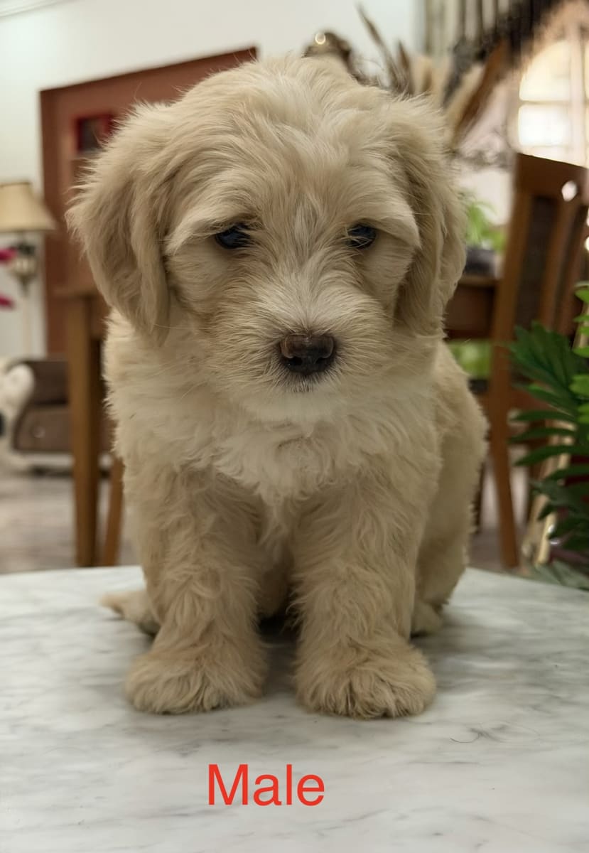 🐶 Chiots Caniche Bichon - Miniature 4