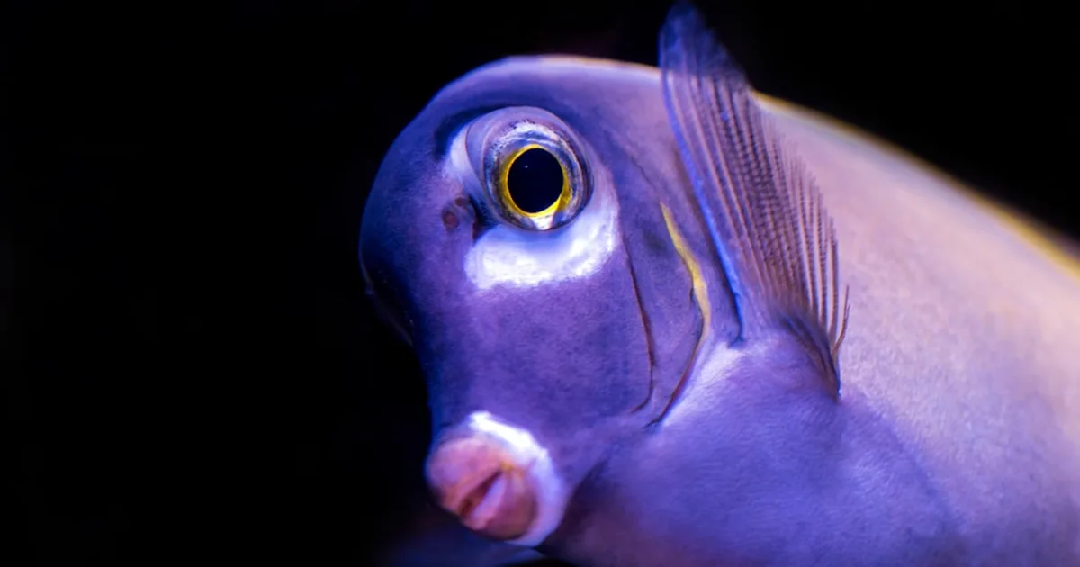 Aquarium Tunisie Prix : Guide Complet pour Votre Projet Aquatique