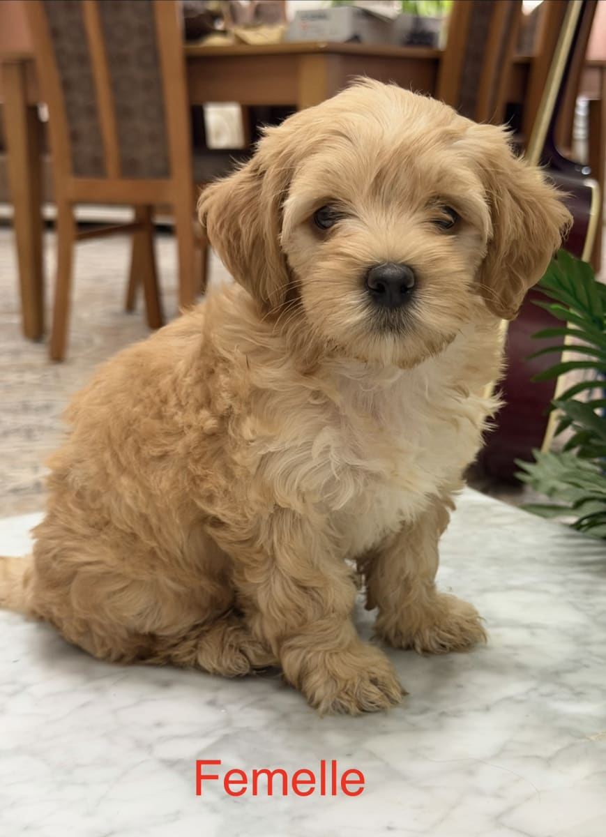 Chiots Caniche Bichon - Photo 1