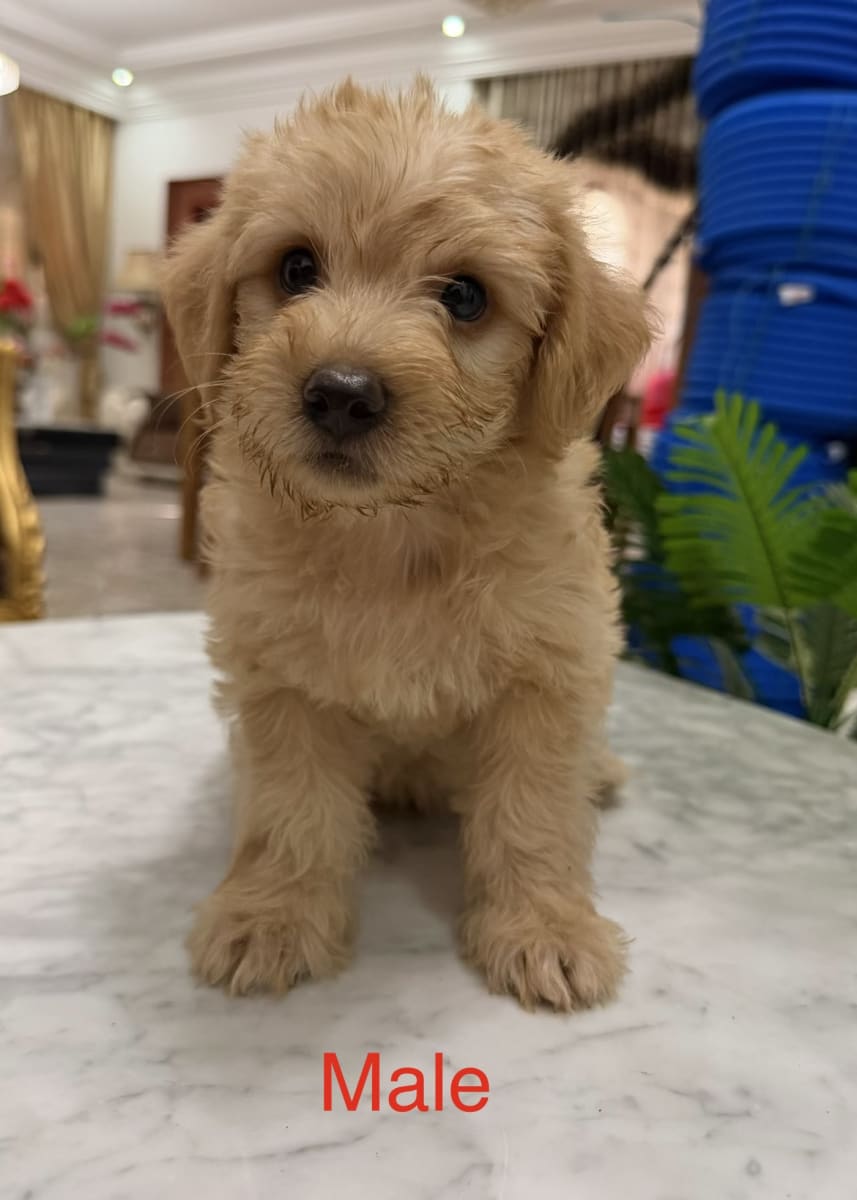 Chiots Caniche Bichon - Miniature 3
