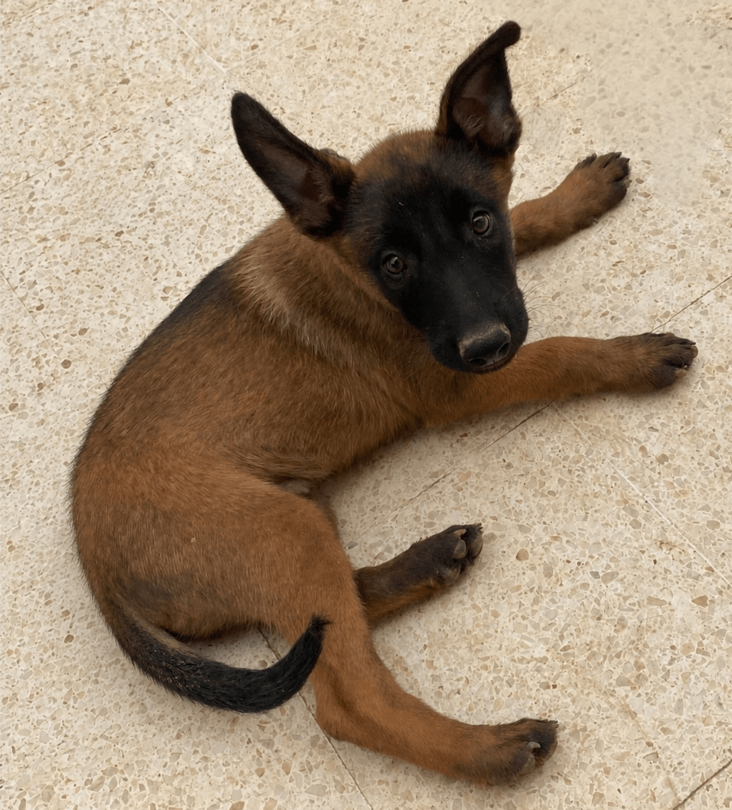 Chiots Malinois 2 mois