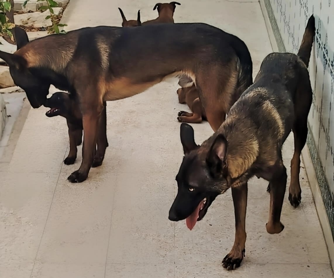 Chiots Malinois 2 mois - Miniature 3
