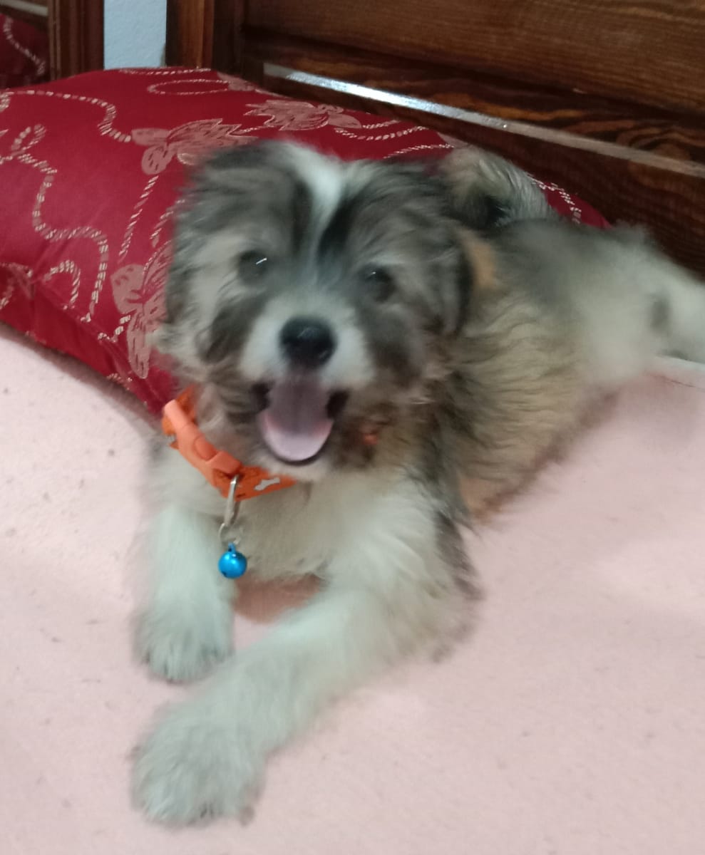 Chiot a vendre